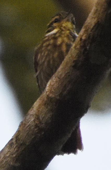 Slender-billed Xenops - ML641232205