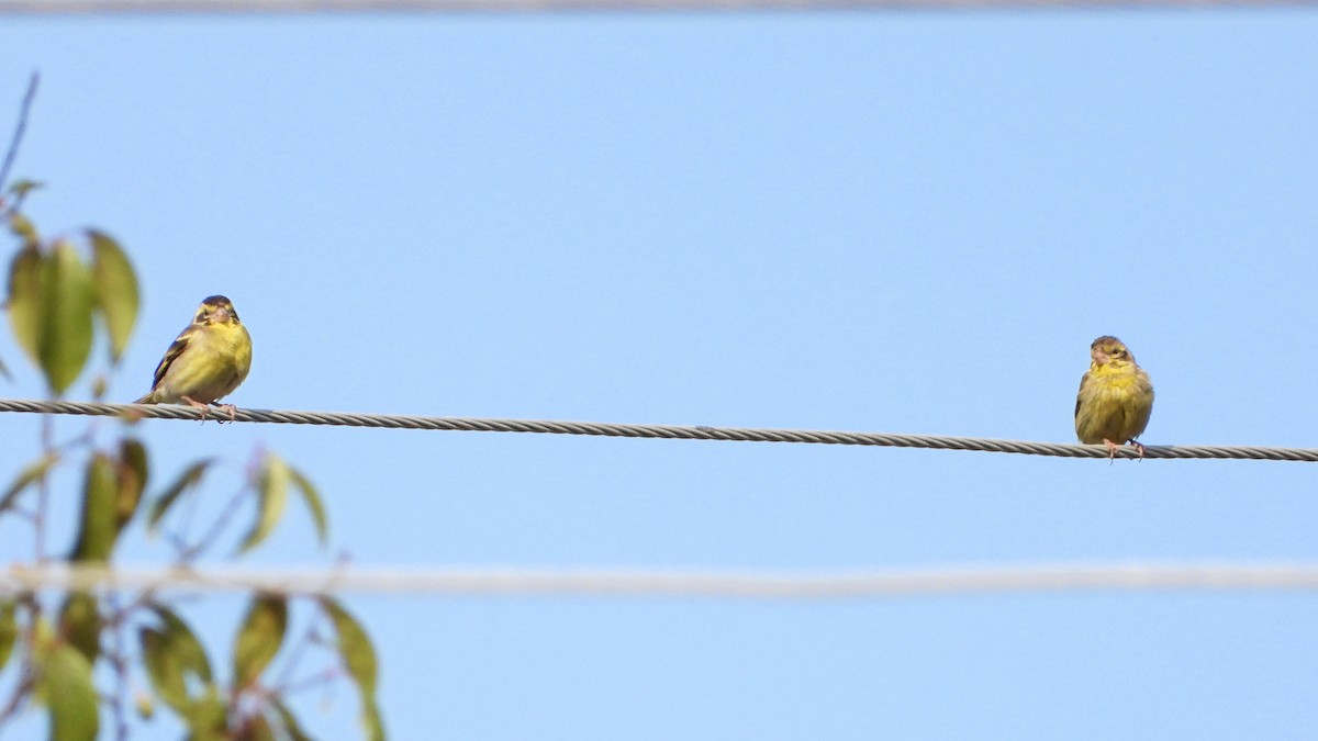 Yellow-breasted Greenfinch - ML641232210
