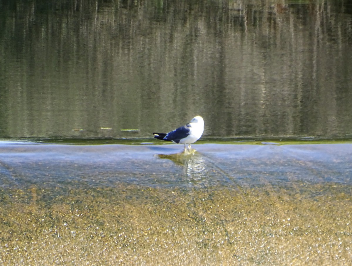 Lesser Black-backed Gull - ML641232257