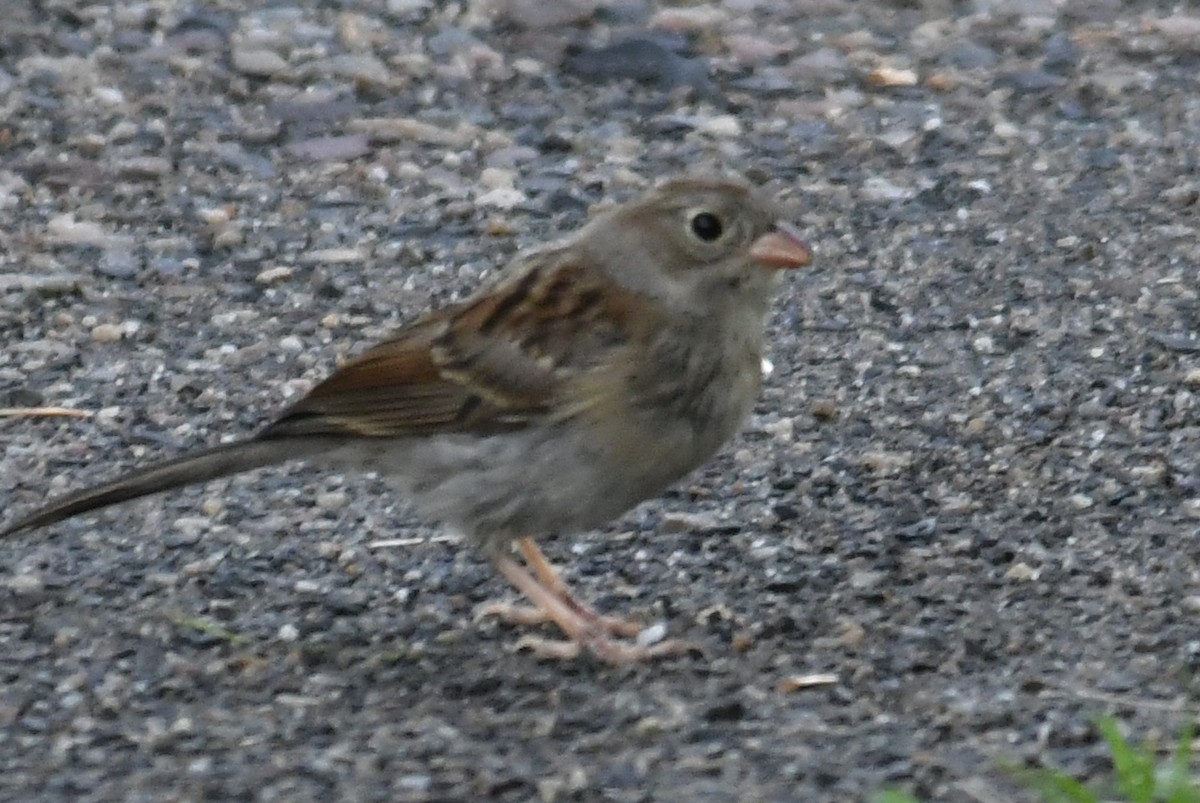 Field Sparrow - ML641232319