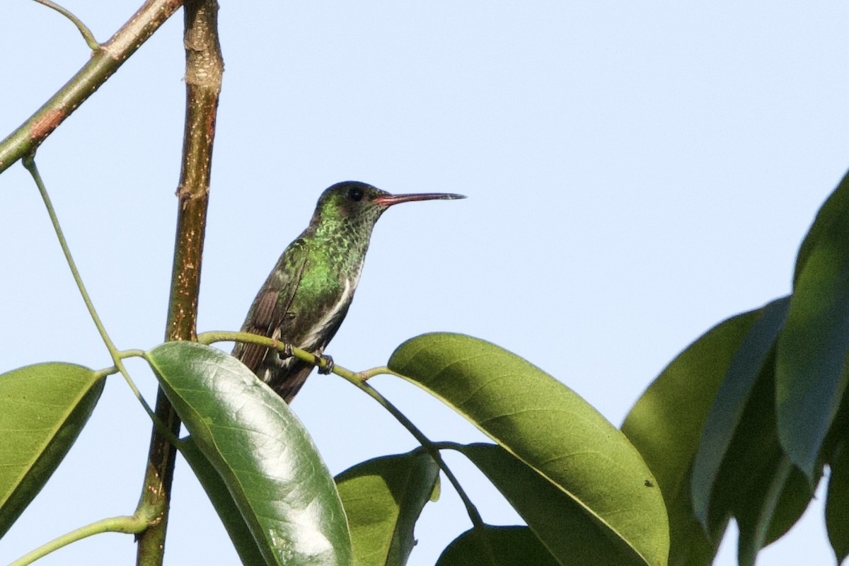Glittering-throated Emerald - ML641232328