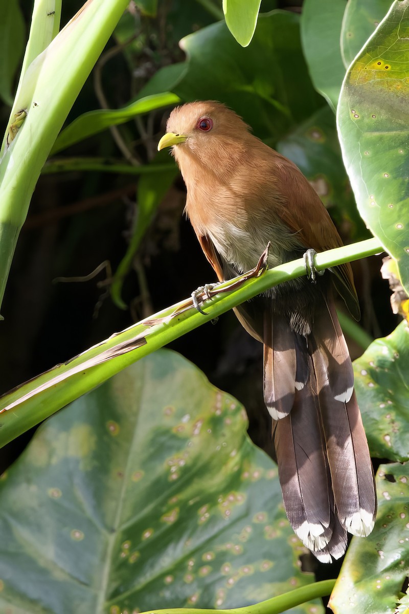 Little Cuckoo - ML641232387