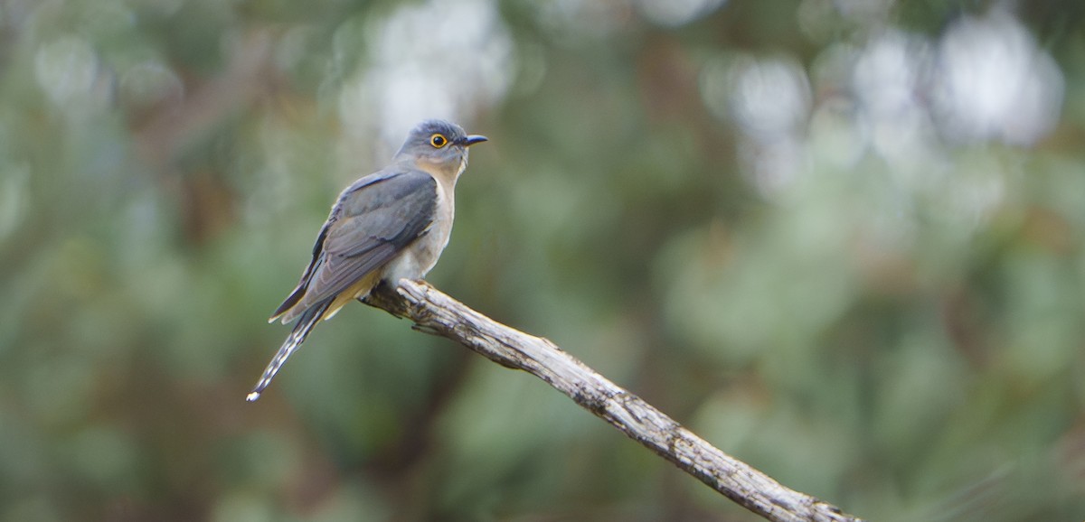 Fan-tailed Cuckoo - ML641232388