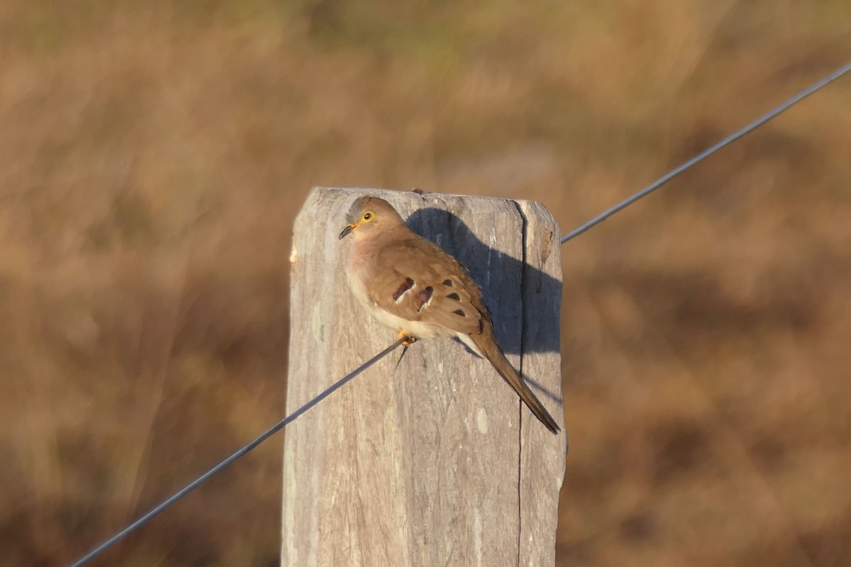 Long-tailed Ground Dove - ML641232394