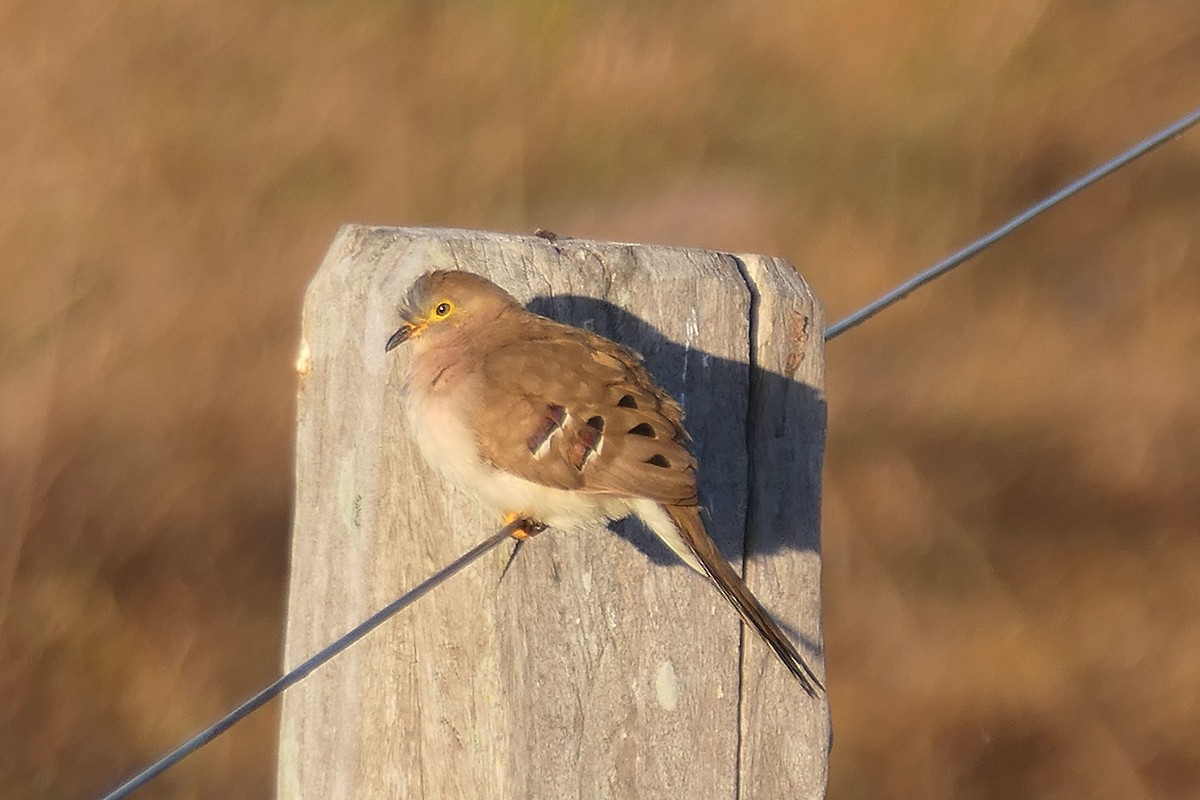Long-tailed Ground Dove - ML641232395