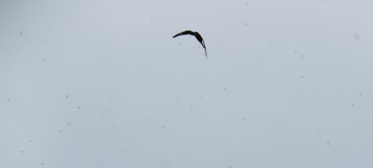 lelek sokolí - ML641232433