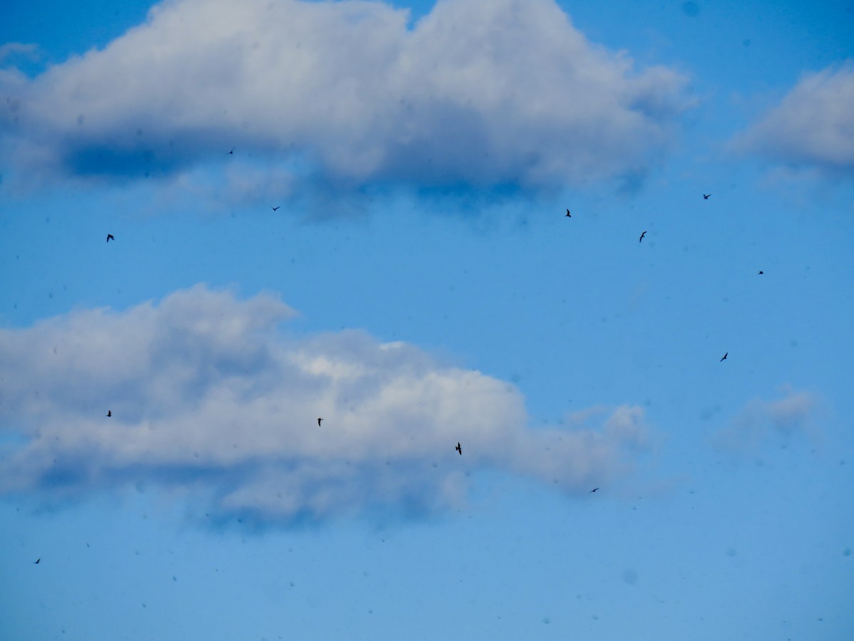 lelek sokolí - ML641232434