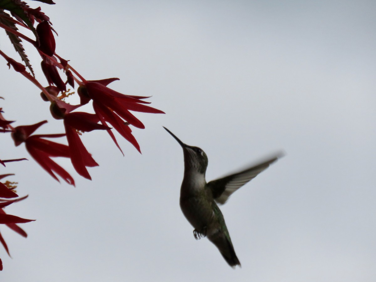 kalypta rubínohrdlá - ML641232442