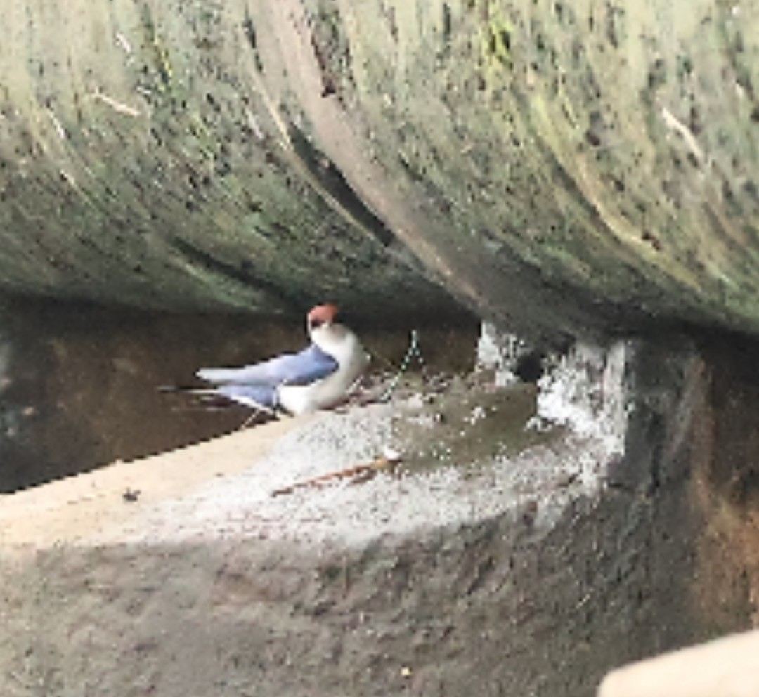 Wire-tailed Swallow - ML641232448