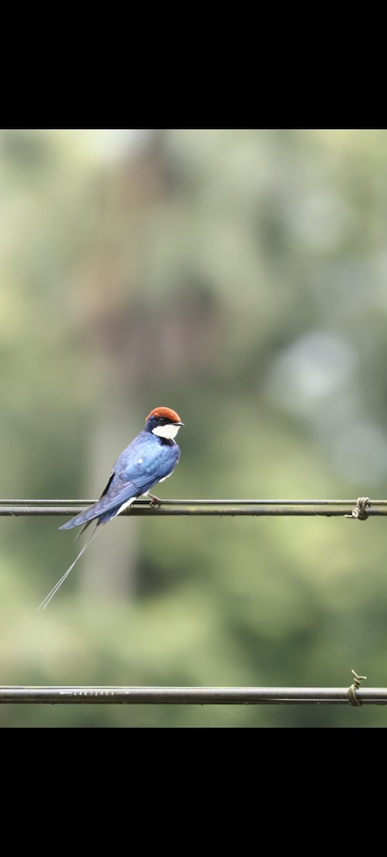 Wire-tailed Swallow - ML641232449