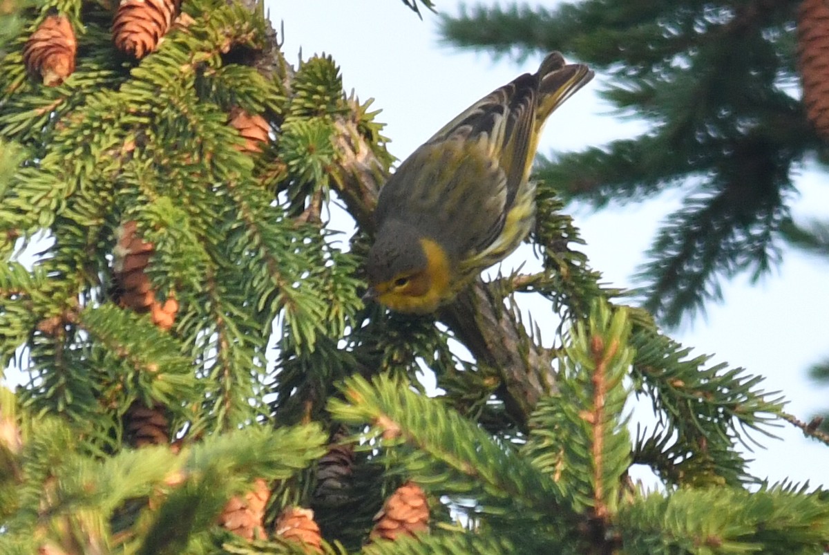 Cape May Warbler - ML641232455