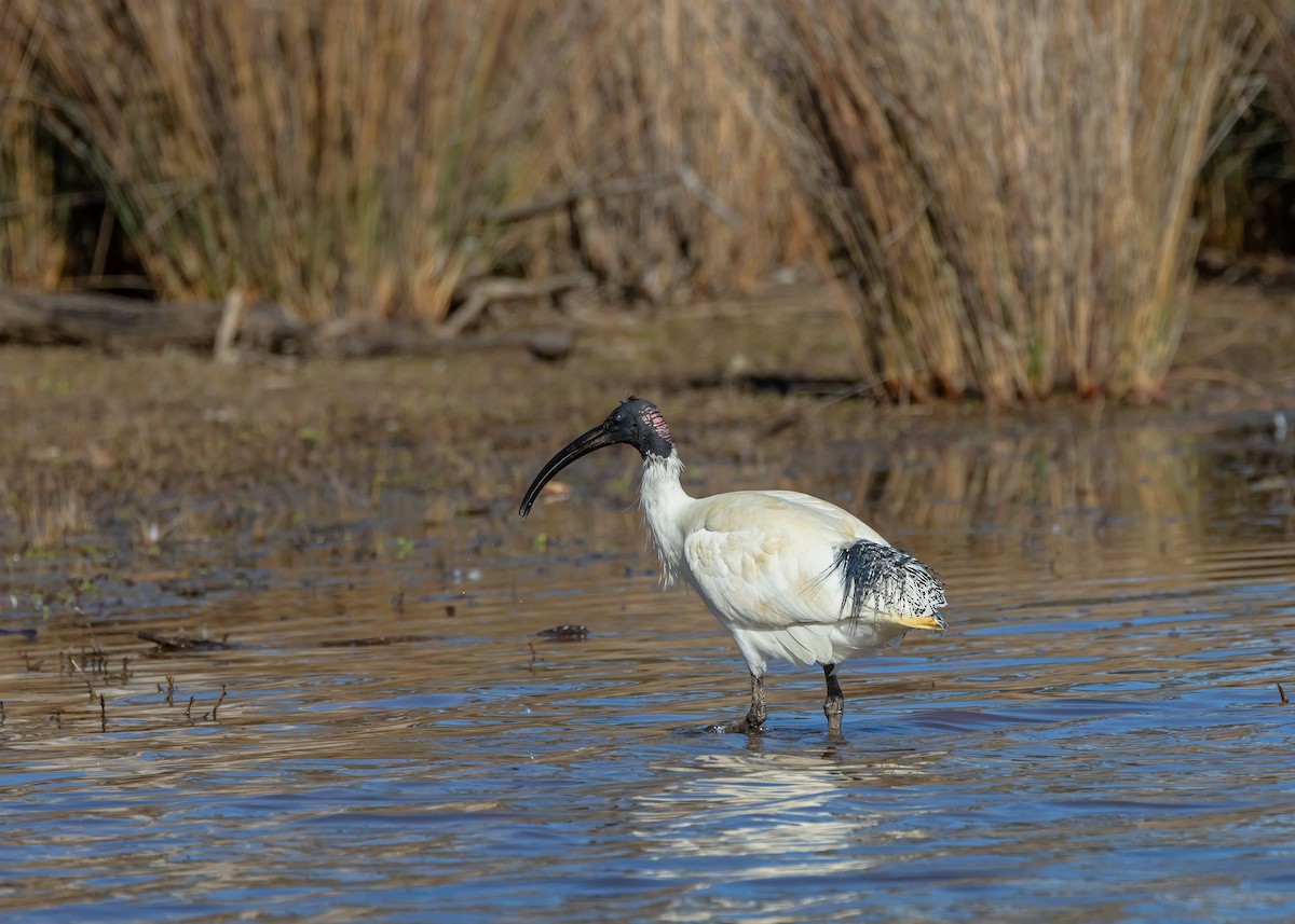 Australian Ibis - ML641232458