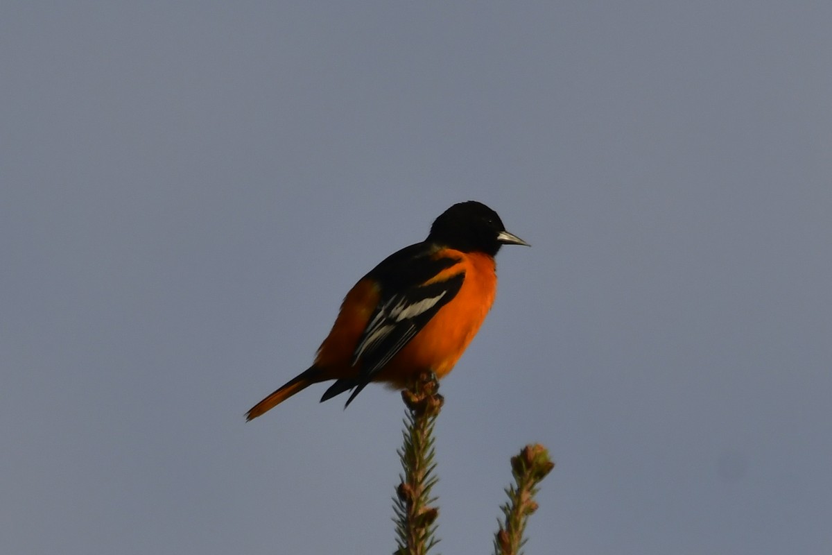 Baltimore Oriole - ML641232459