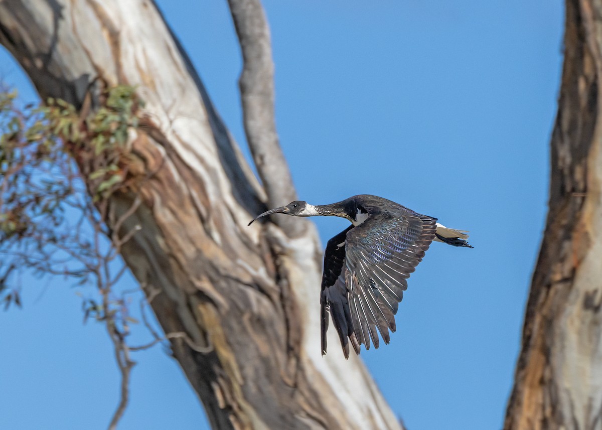 Straw-necked Ibis - ML641232460