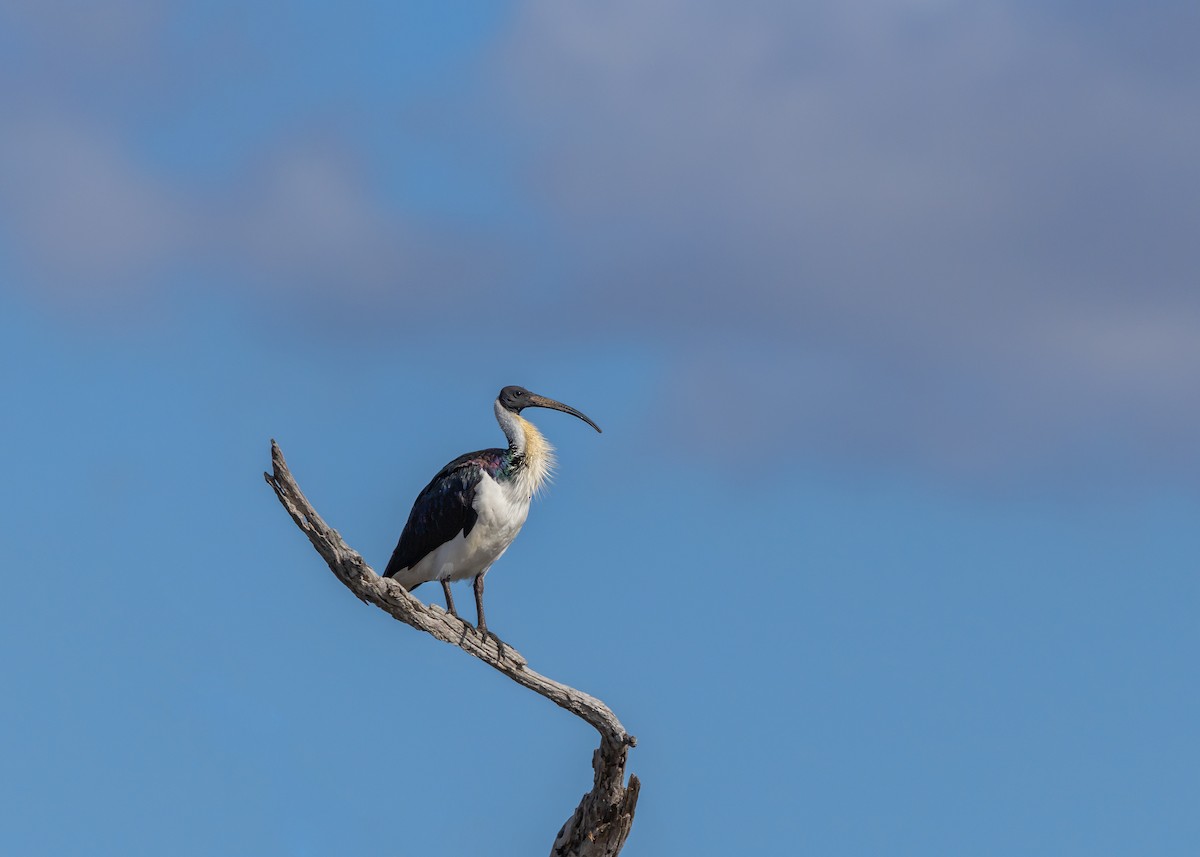 Straw-necked Ibis - ML641232461