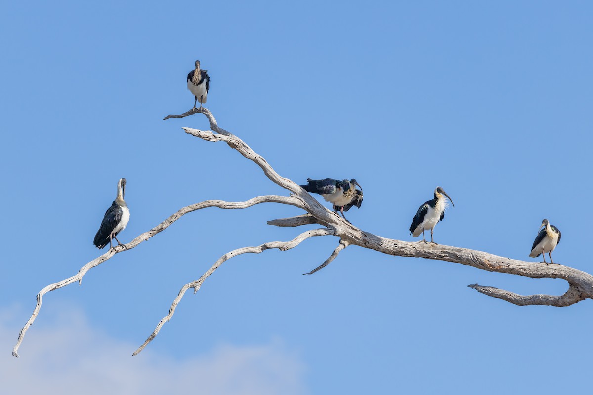 Straw-necked Ibis - ML641232462