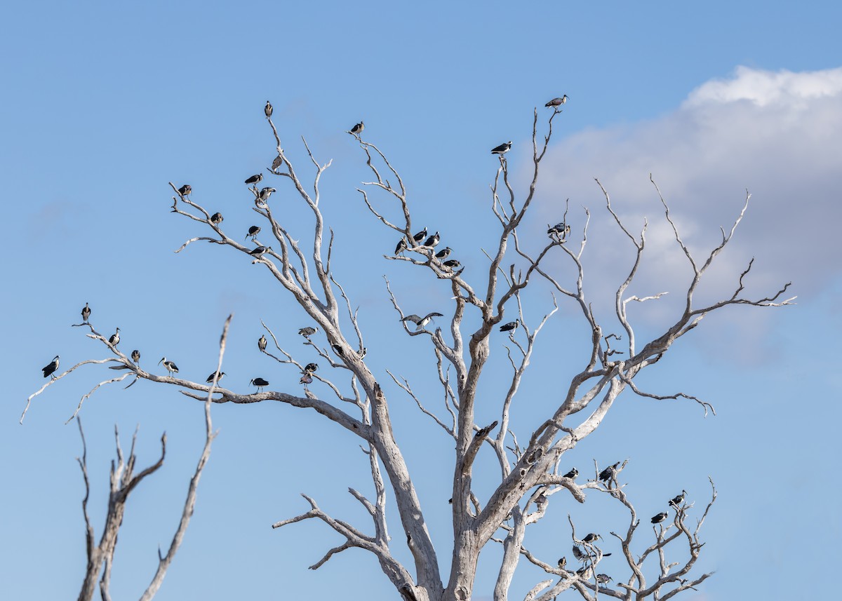 Straw-necked Ibis - ML641232463