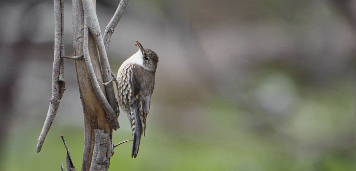 White-throated Treecreeper - ML641232464