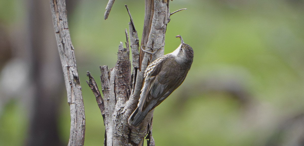 White-throated Treecreeper - ML641232465