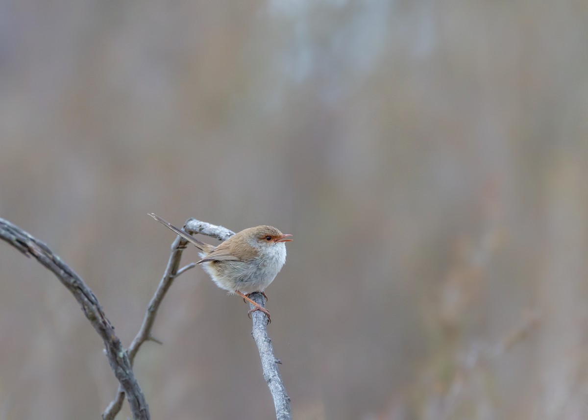 Superb Fairywren - ML641232466