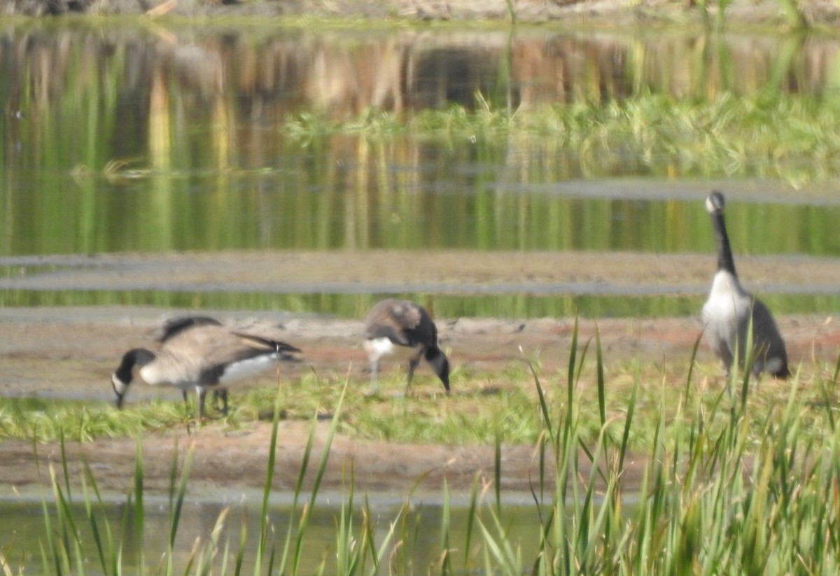 Canada Goose - ML641232467