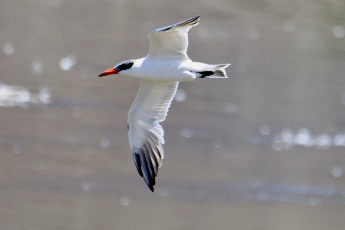 Caspian Tern - ML641232469