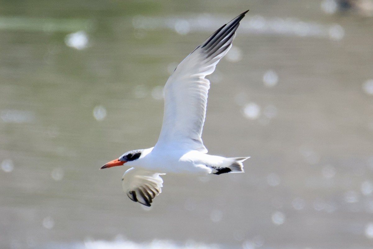 Caspian Tern - ML641232470