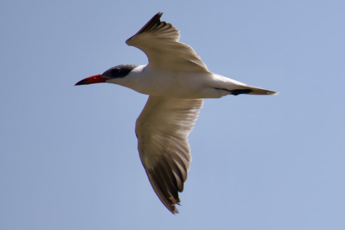 Caspian Tern - ML641232471