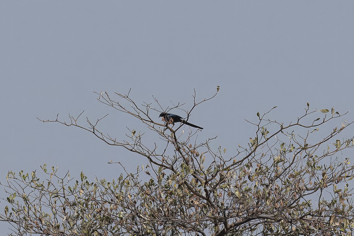 Meves's Starling - ML641232473