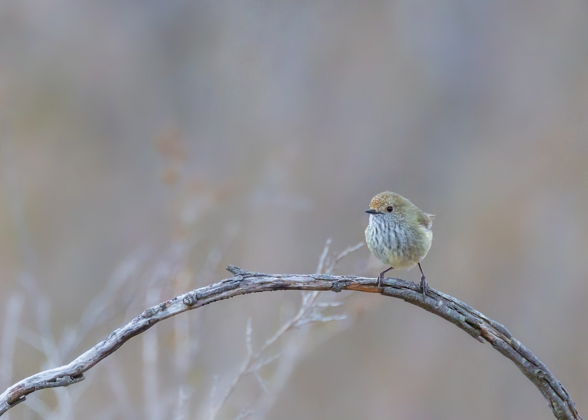Brown Thornbill - ML641232474