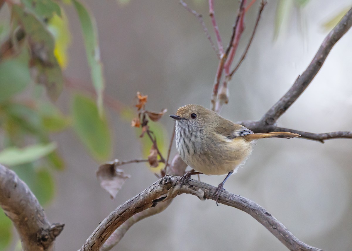 Brown Thornbill - ML641232475