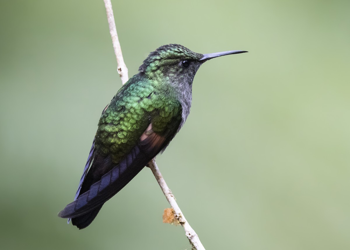Stripe-tailed Hummingbird - ML641232476