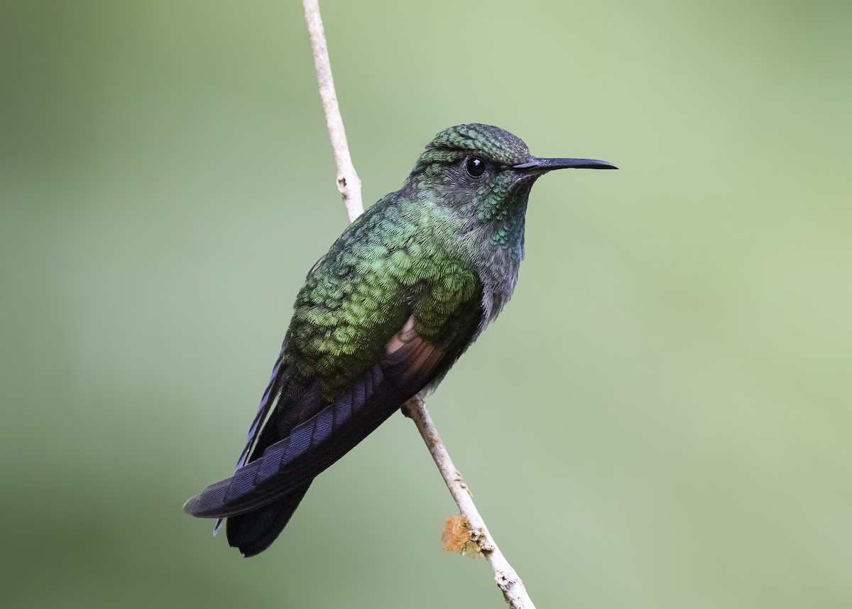 Stripe-tailed Hummingbird - ML641232477