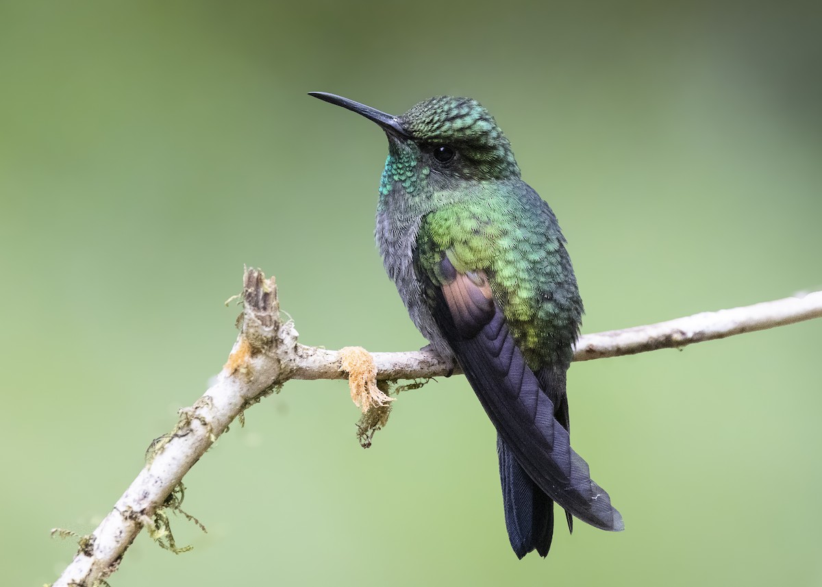 Stripe-tailed Hummingbird - ML641232478