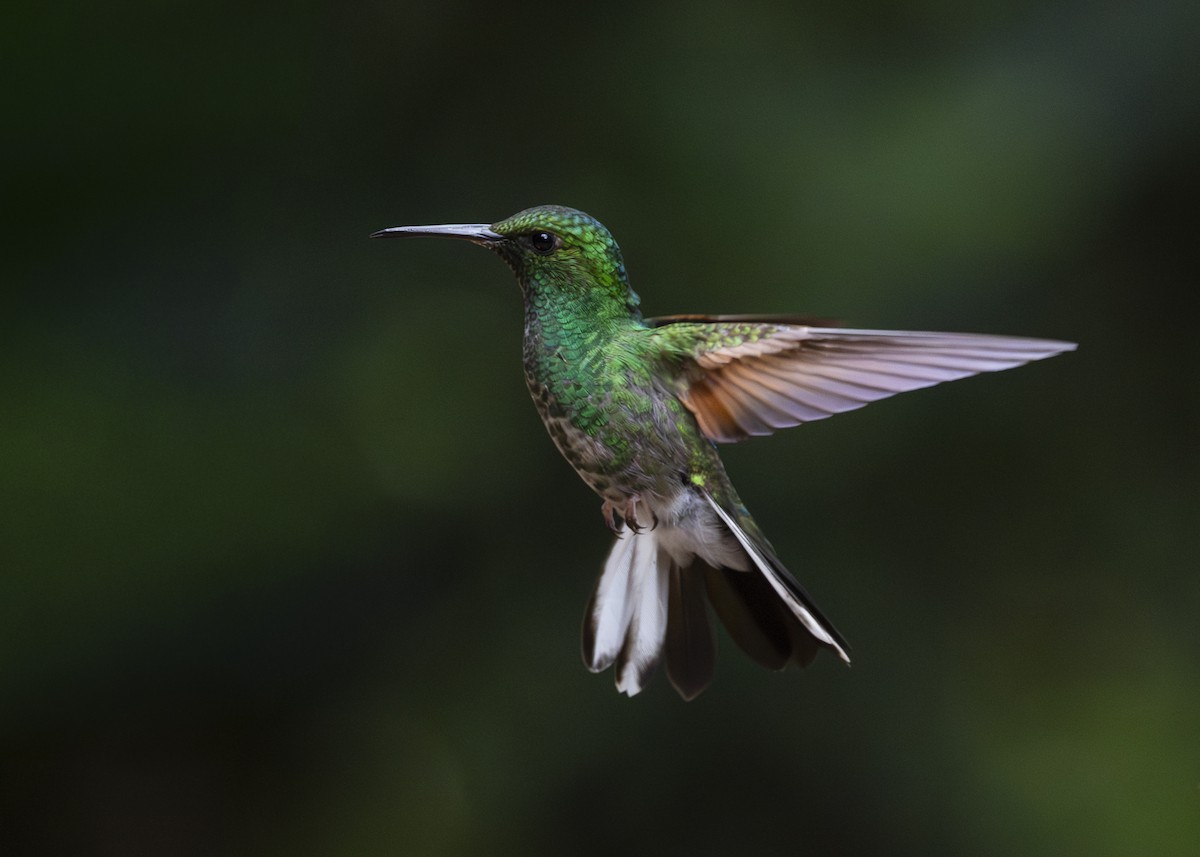 Stripe-tailed Hummingbird - ML641232479