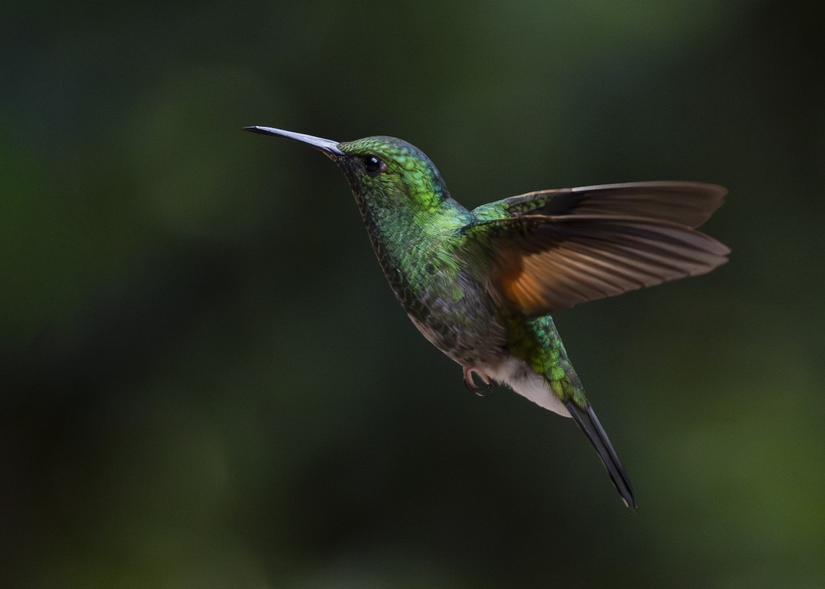 Stripe-tailed Hummingbird - ML641232481