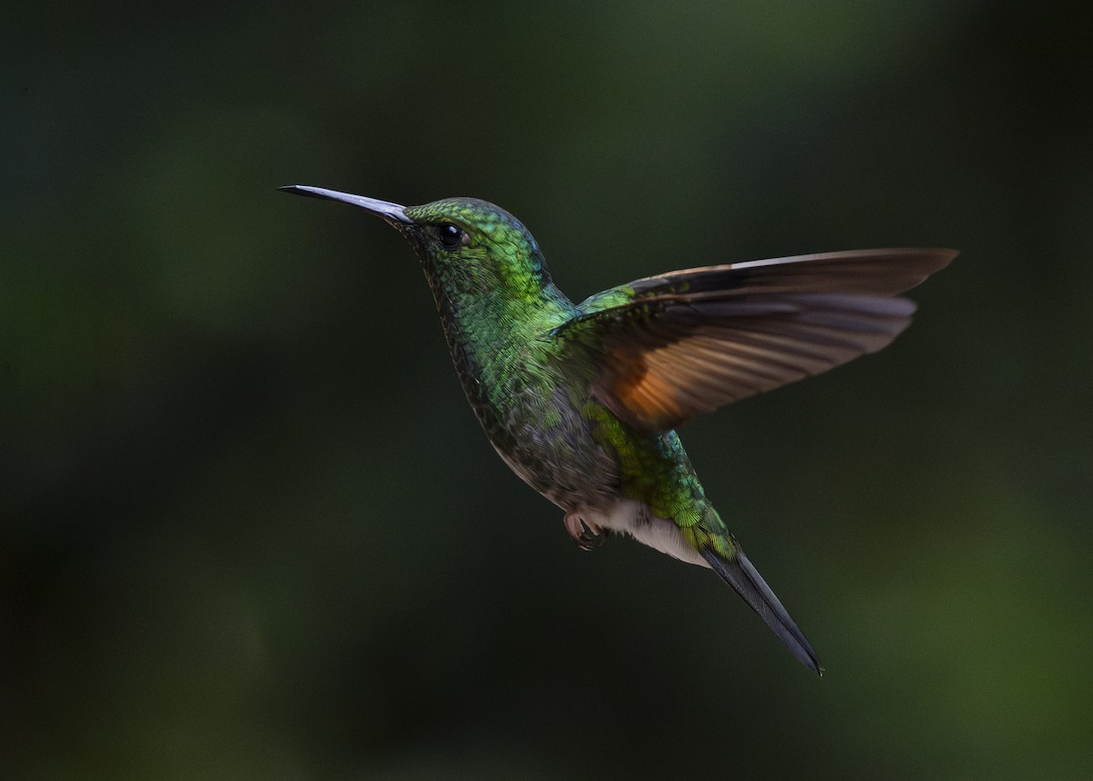 Stripe-tailed Hummingbird - ML641232482