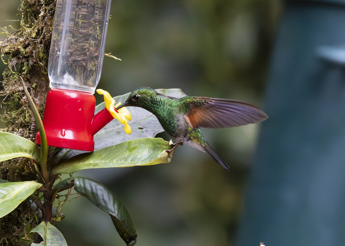Stripe-tailed Hummingbird - ML641232483