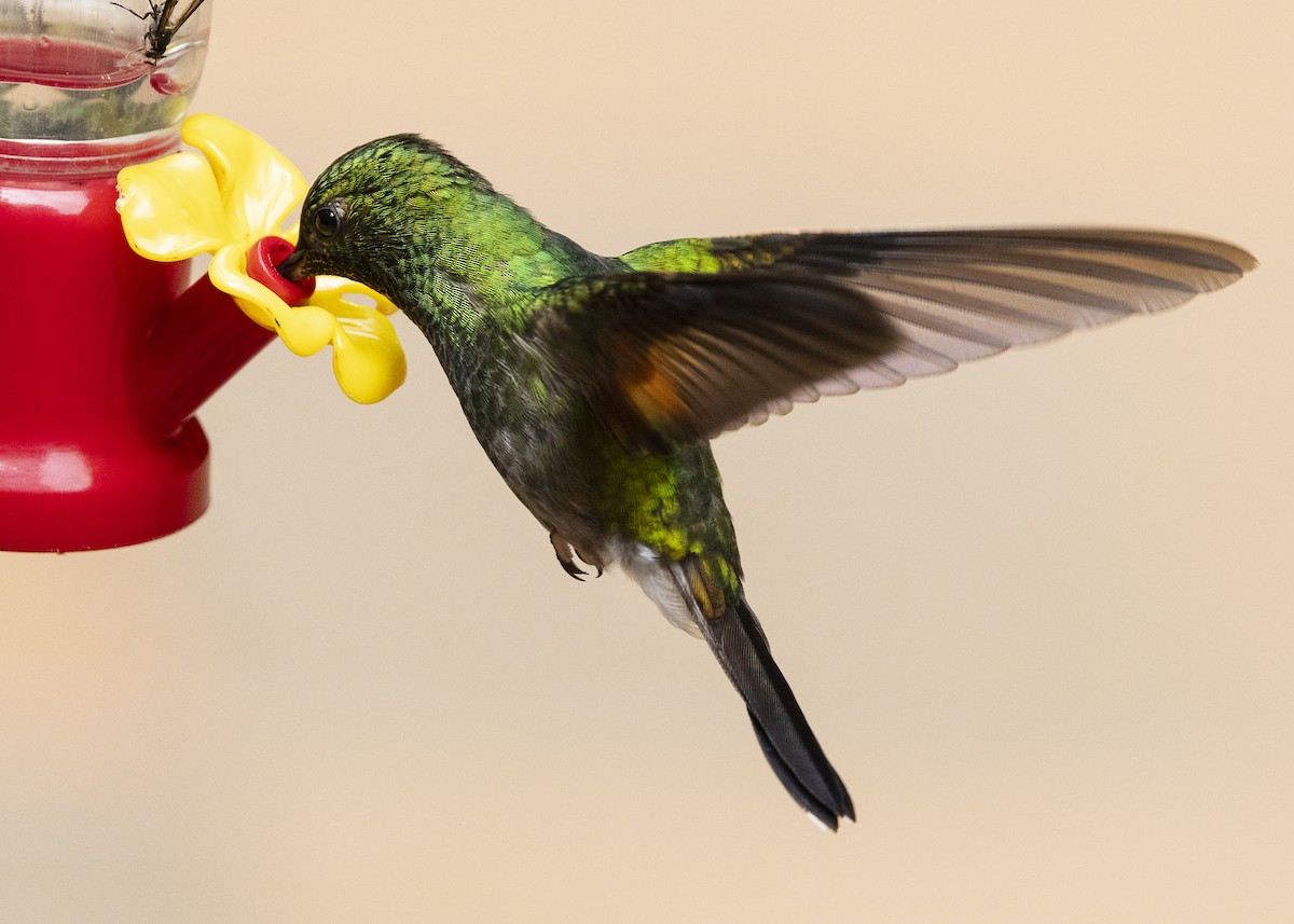 Stripe-tailed Hummingbird - ML641232484