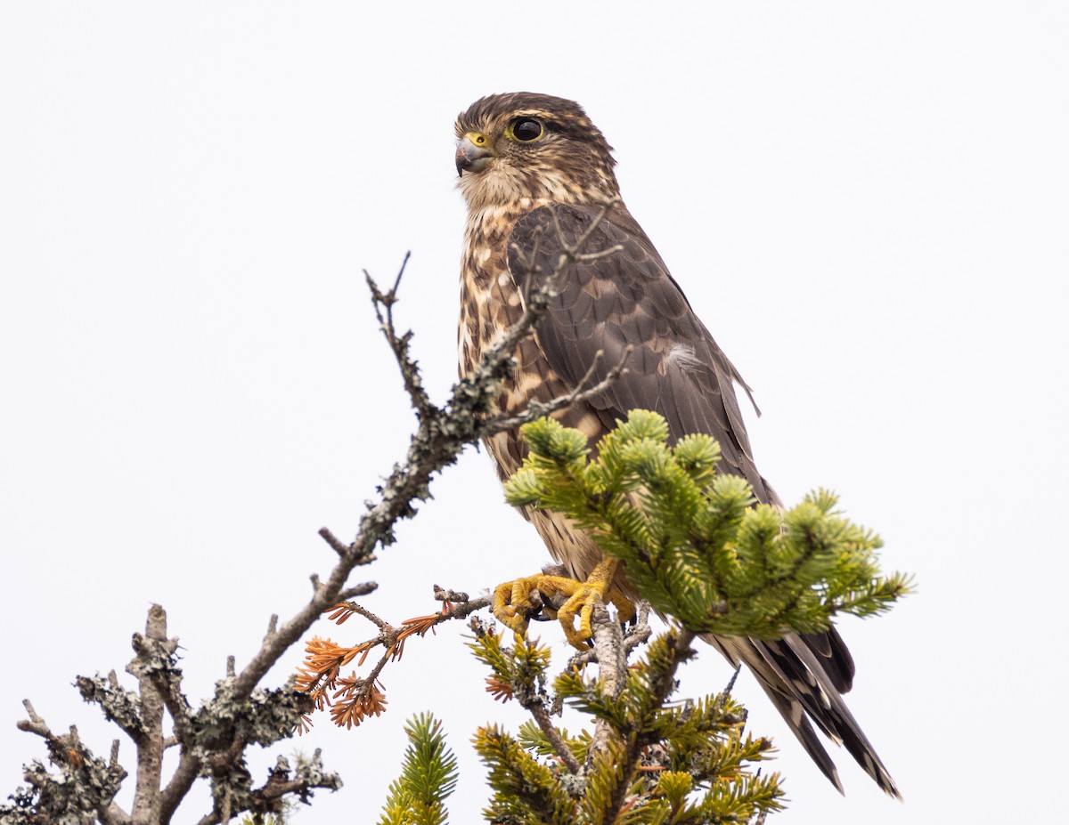 Merlin - ML641232485