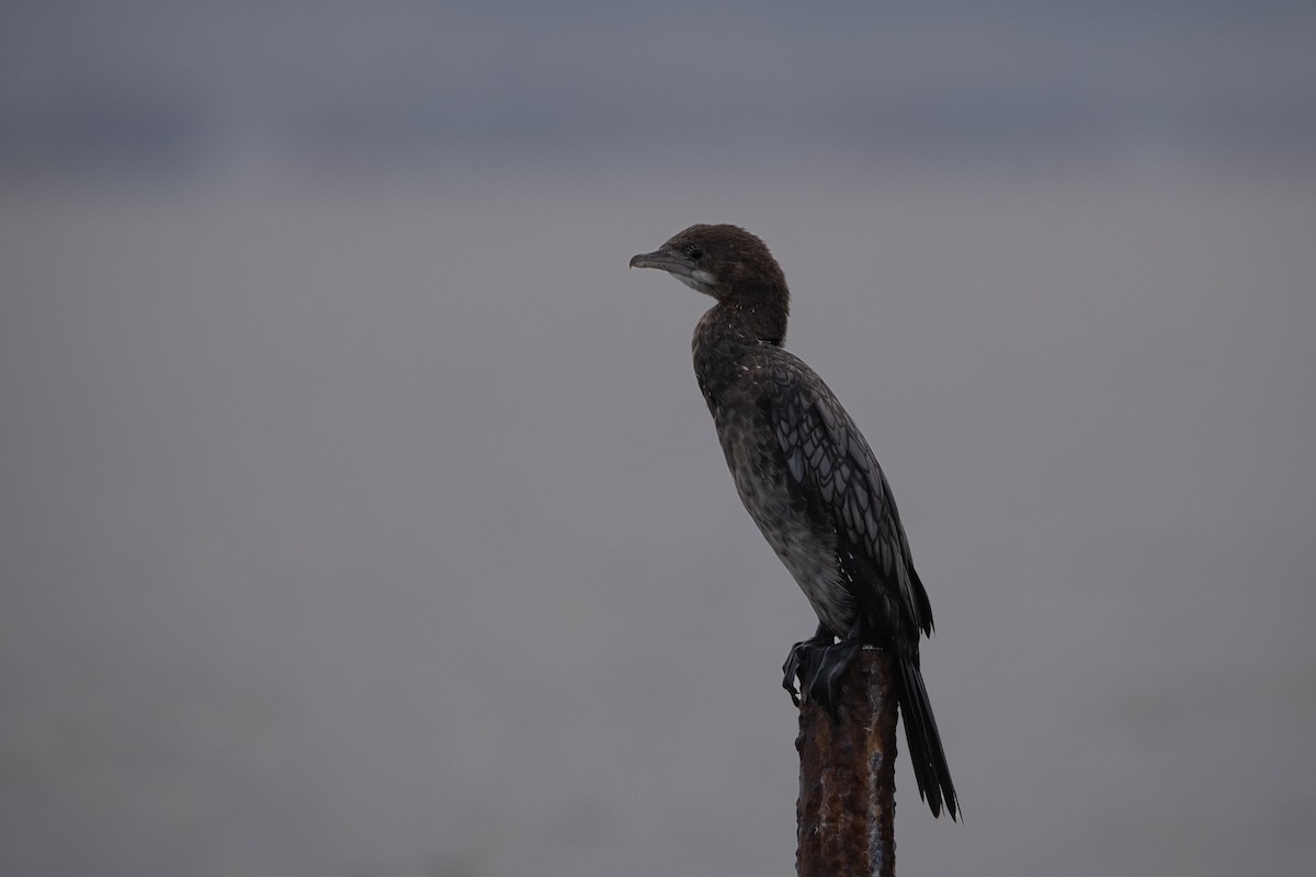 Pygmy Cormorant - ML641232489