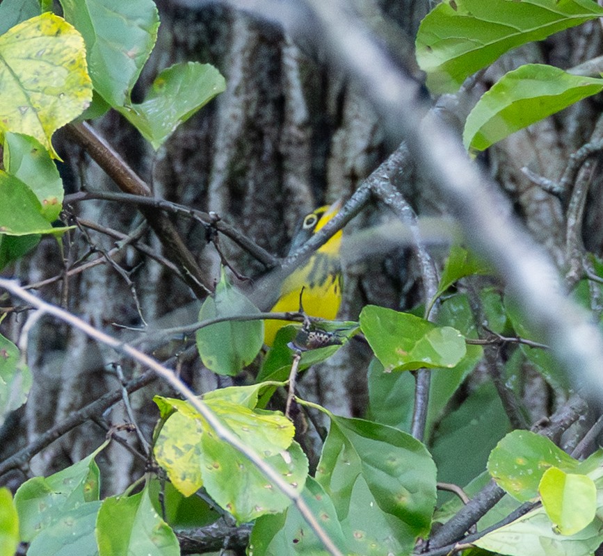 Canada Warbler - ML641232492