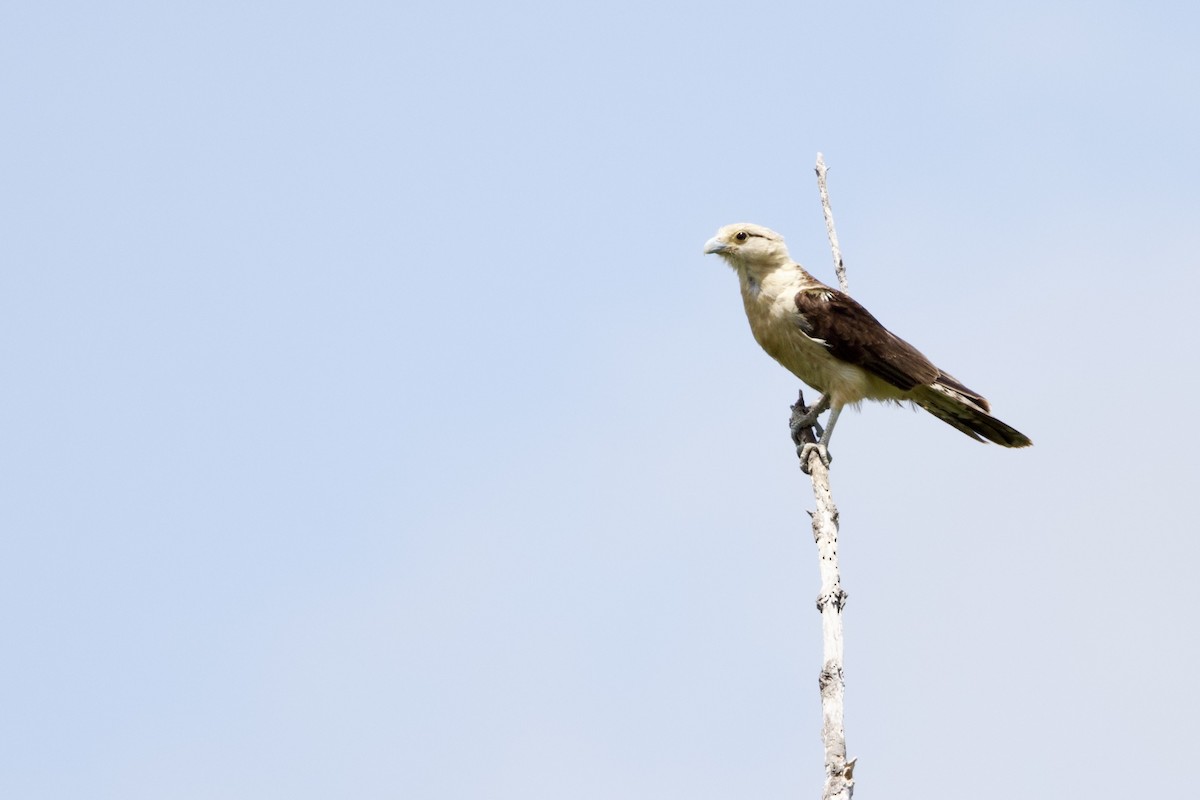 Yellow-headed Caracara - ML641232494