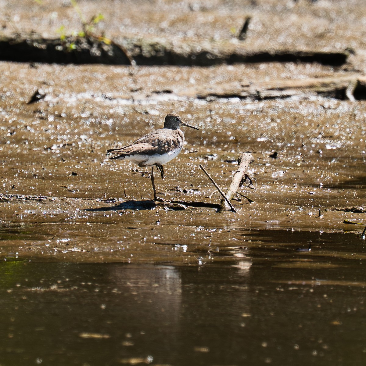 Solitary Sandpiper - ML641232496