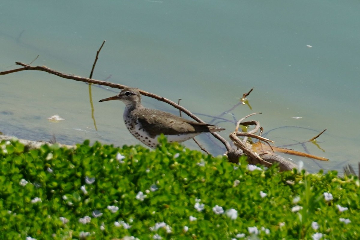 Spotted Sandpiper - ML641232501