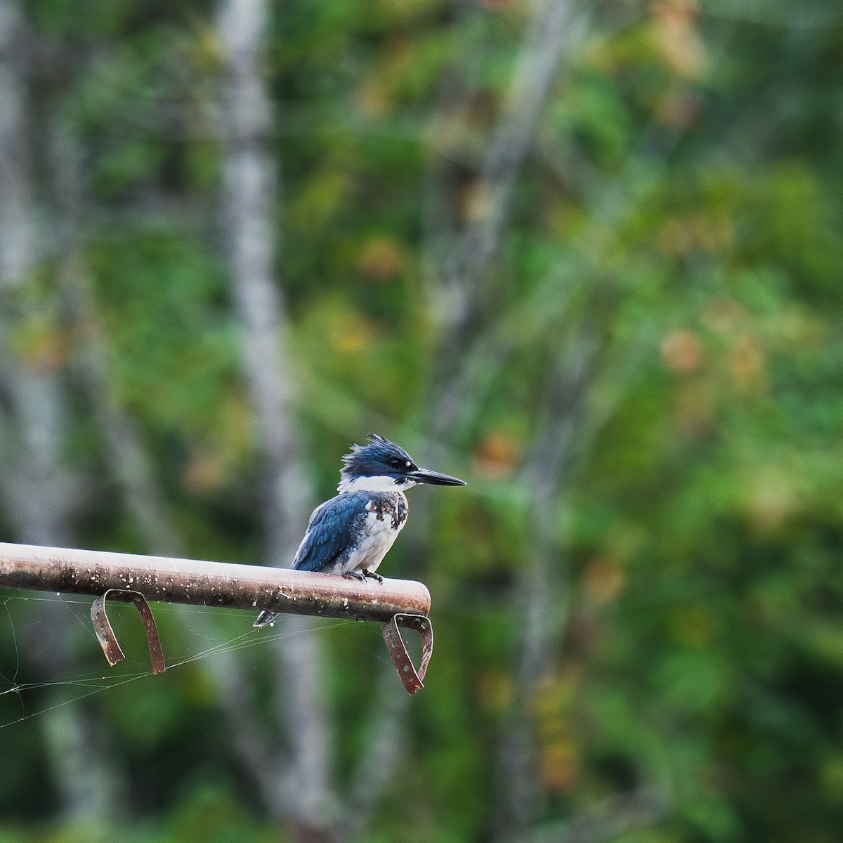 Belted Kingfisher - ML641232504