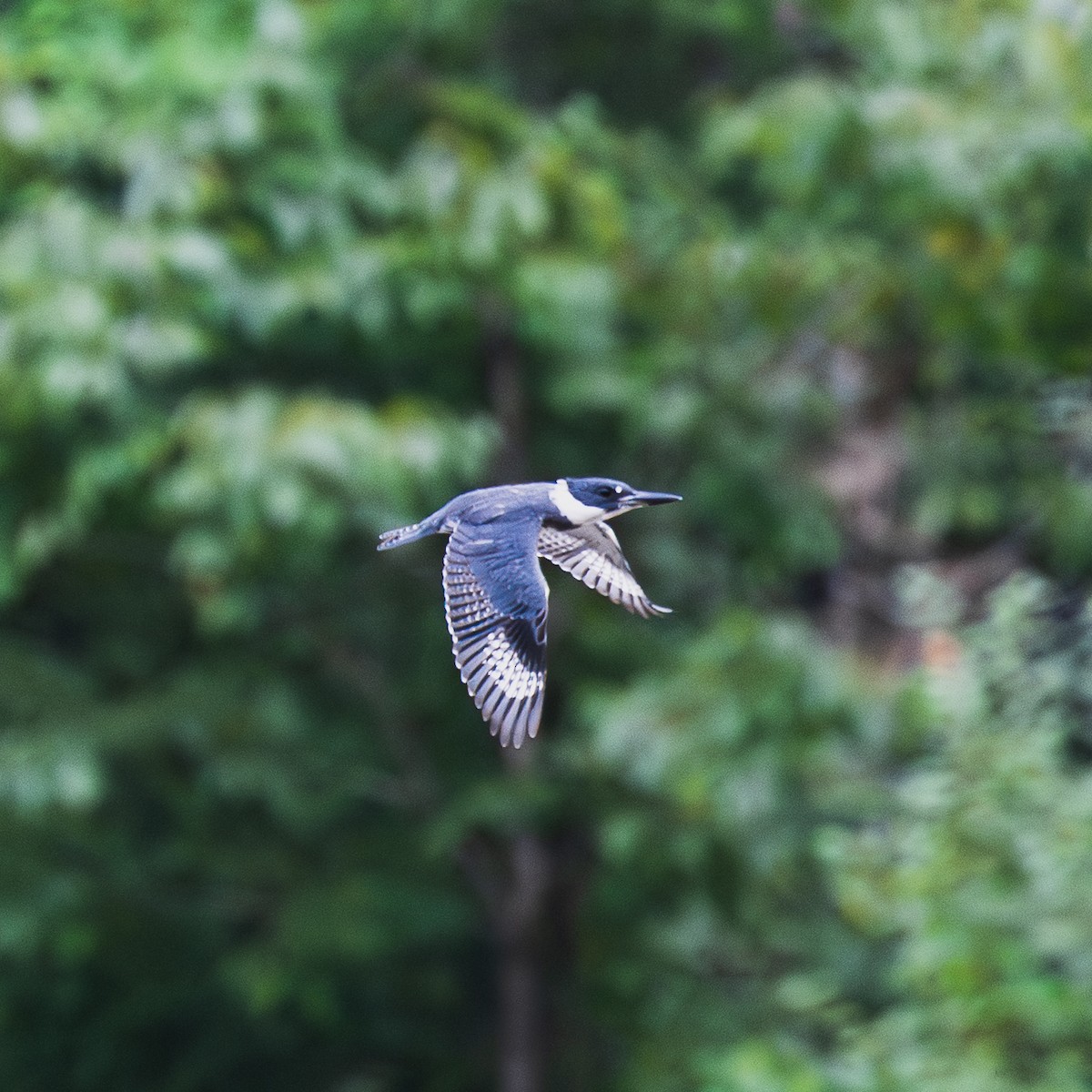 Belted Kingfisher - ML641232505