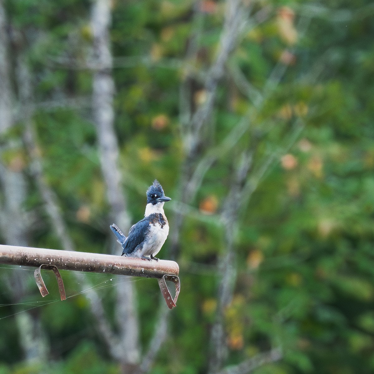 Belted Kingfisher - ML641232507