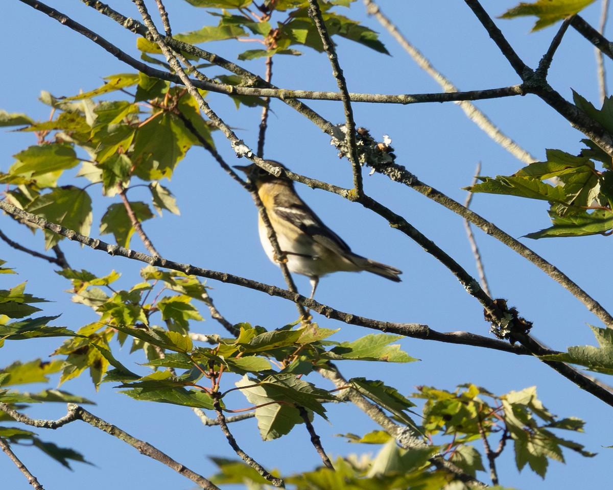 Blackburnian Warbler - ML641232559