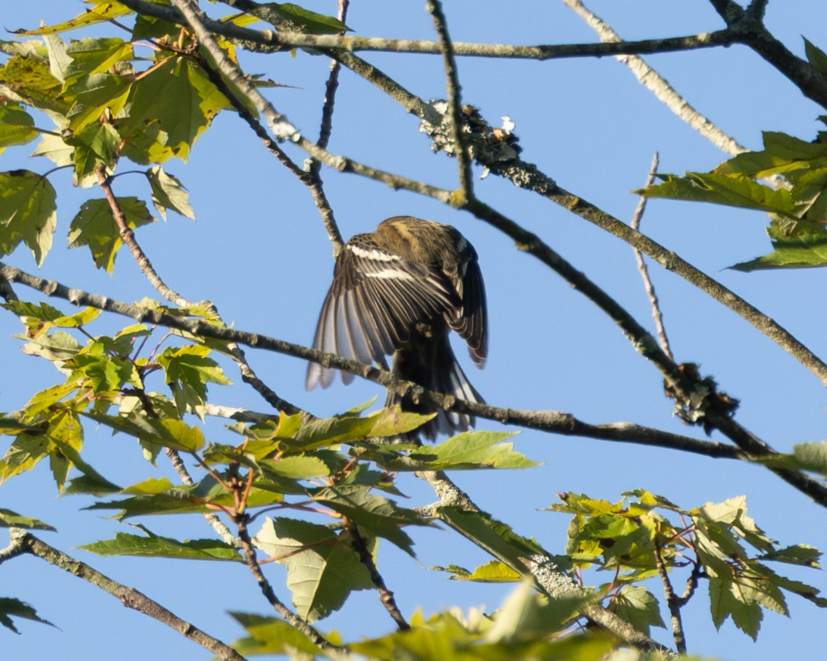 Blackburnian Warbler - ML641232560